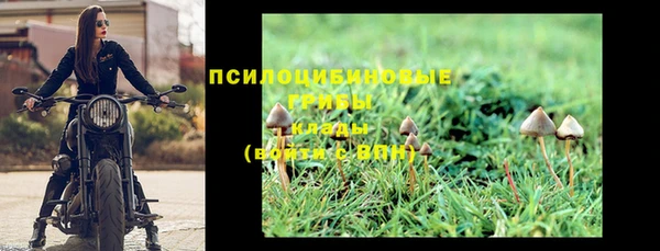 прущие грибы Волоколамск